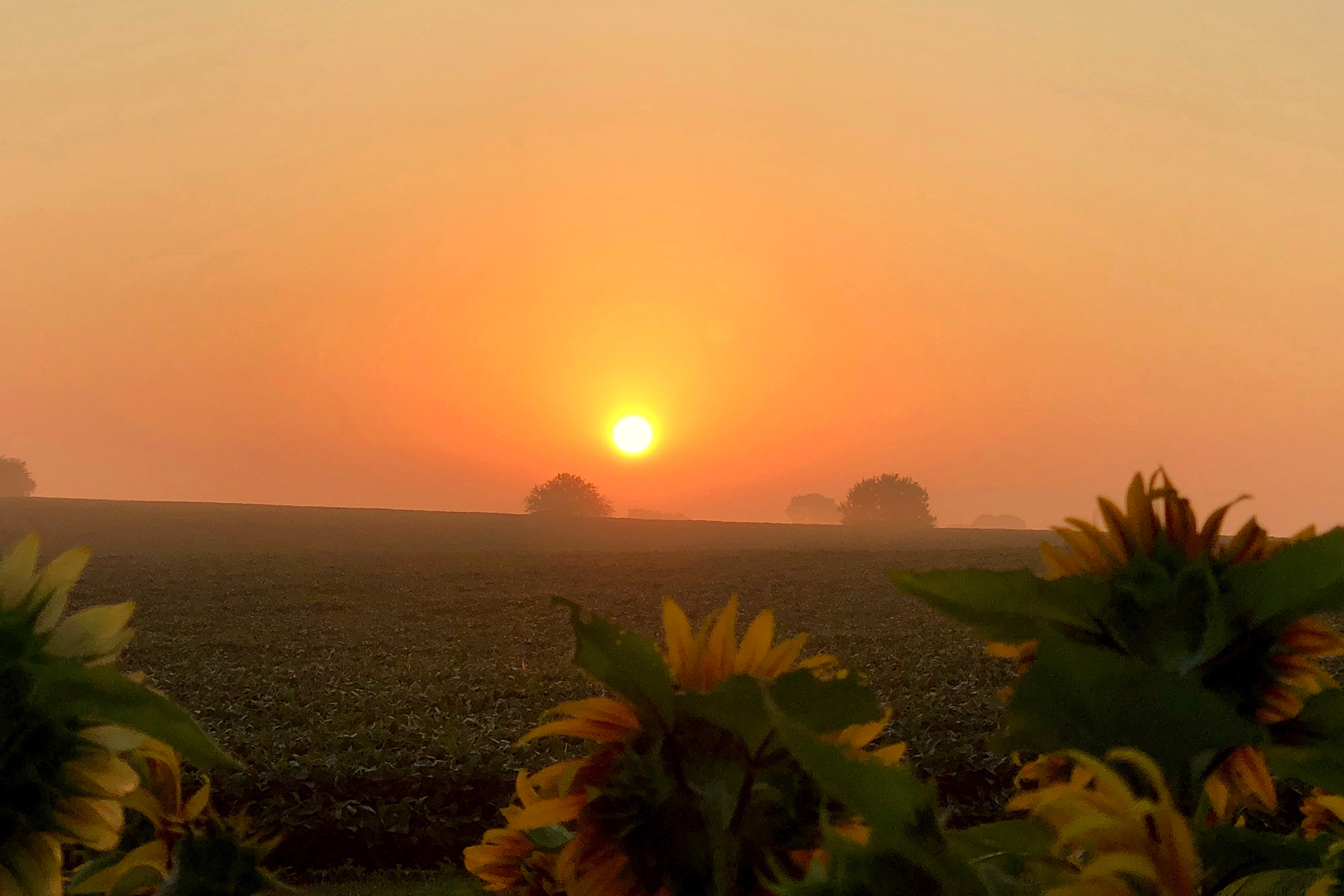 Openness - Sunrise.jpg